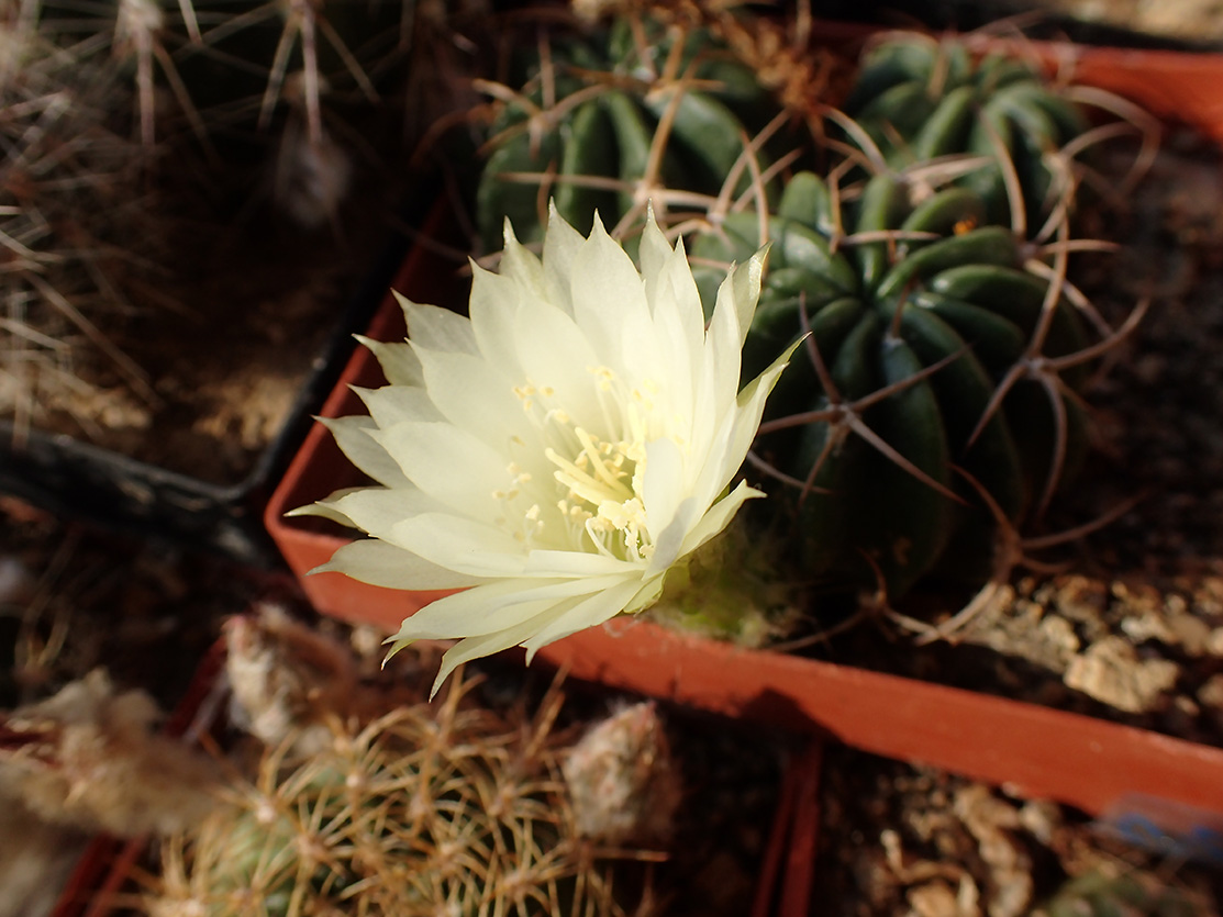 Lobivia tegeleriana Kaktusysukulentymasozravky